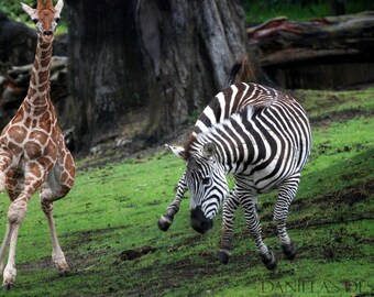 DANCING ZEBRA print