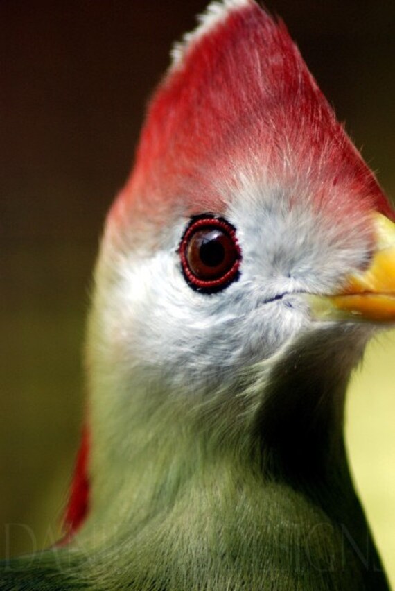 RED MOHAWK BIRD PRINT Etsy