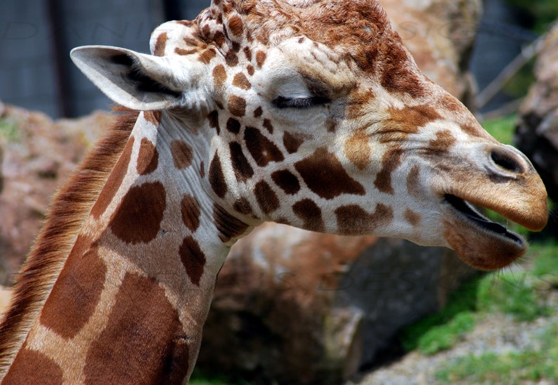 LAUGHING GIRAFFE print Etsy