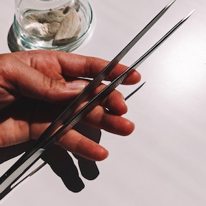 May include: A pair of stainless steel tweezers held in a hand, with a glass cloche in the background. The tweezers have fine, pointed tips and a textured grip. The cloche contains a small, beige, organic item.