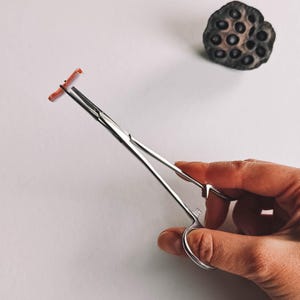 May include: A surgical hemostat made of stainless steel holding a small, orange object. The hemostat is held by a hand. A dried lotus seed pod is in the background.