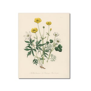 Antique Botanical Art Print: Wildflower Buttercups | Physical Print | Free Shipping