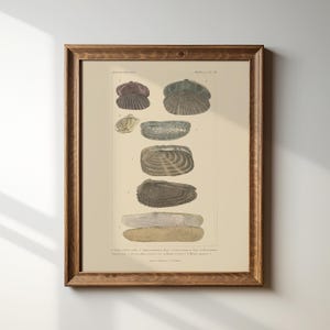 May include: A vintage illustration of various seashells, including a purple, a green, and several brown shells. The illustration is labeled with numbers and scientific names. The text at the bottom reads "1. _Lima_ _subovata_ _dkr._ 2. _Lima_ _subovata_ _dkr._ 3. _Lima_ _expansa_ _dkr._ 4. _Pectunculus_ _compressus_ _dkr._ 5. _Pectunculus_ _imbricatus_ _dkr._ 6. _Pectunculus_ _violaceus_ _dkr._ 7. _Pectunculus_ _compressus_ _dkr._ 8. _Pectunculus_ _violaceus_ _dkr._ 9. _Pectunculus_ _compressus_ _dkr._"