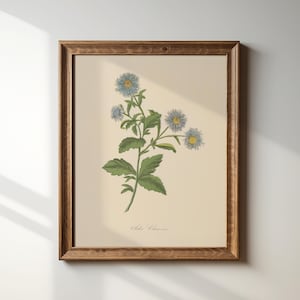 May include: A framed botanical print featuring a light blue aster flower with a yellow center and green leaves on a cream background. The text Aster Chinensis is printed in cursive at the bottom. The artwork is encased in a dark wood frame.