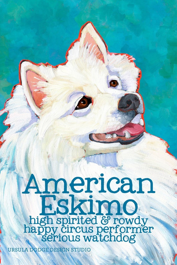 American Eskimo No. 1 magnets coasters and art prints in | Etsy