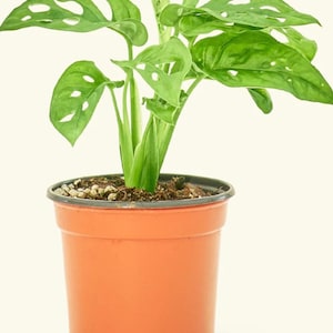 Little Swiss Monstera Adansonii, Little Swiss Cheese ,Tropical Houseplant, Vining Plant, Easily Propagated