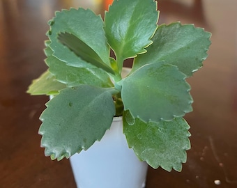 Mother of Thousands succulents