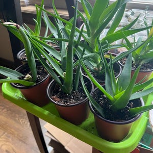 May include: A collection of several green aloe vera plants potted in individual brown plastic containers. The plants feature long, pointed, serrated leaves and are arranged together on a bright lime green rectangular plastic tray.