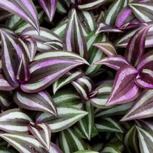 Wandering Dude, Tradescantia Zebrina Plant, Wandering Jew, Starter Plant