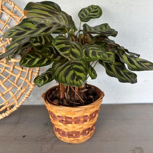 Plant Basket