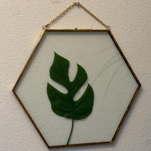 May include: A hexagonal glass frame with a thin brass-colored metal border, featuring a single green monstera leaf pressed between two panes of glass. The frame is suspended by a delicate gold-toned metal chain attached to the top edge.