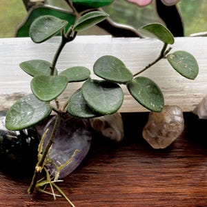 Hoya Mathilde cuttings