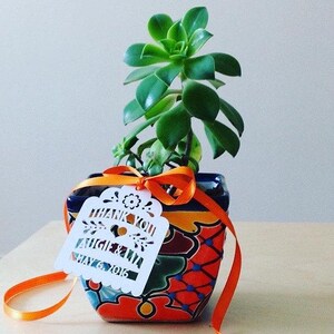 Puede incluir: Una planta suculenta verde vibrante en una maceta de cer&aacute;mica colorida y estampada. La maceta est&aacute; adornada con una cinta naranja y una etiqueta blanca que dice "THANK YOU AUGIE & LIA MAY 6, 2016". La maceta tiene un dise&ntilde;o azul, rojo y amarillo.