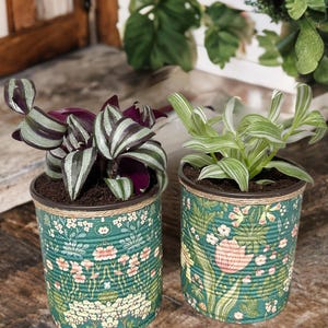 May include: Two potted plants in green floral patterned tin cans. The plants have green and white striped leaves and purple and green striped leaves.