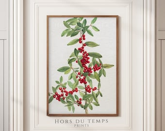 Red Berries on a Rowan Mountain Ash Tree, Rustic Autumn Botanical Print, Antique Farmhouse PRINTABLE Fall Decor, Hors du temps Prints