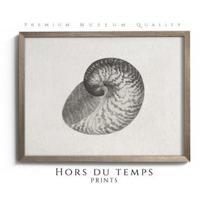 Puede incluir: Una ilustración en blanco y negro de una concha de nautilus. La concha es en espiral y tiene una superficie texturizada. La imagen está enmarcada en un marco de madera marrón claro.