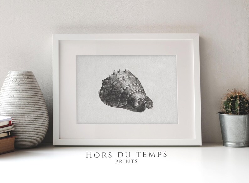 Conch Shell Sketch, PRINTABLE Vintage Art, Etching of a Seashell, Sea ...