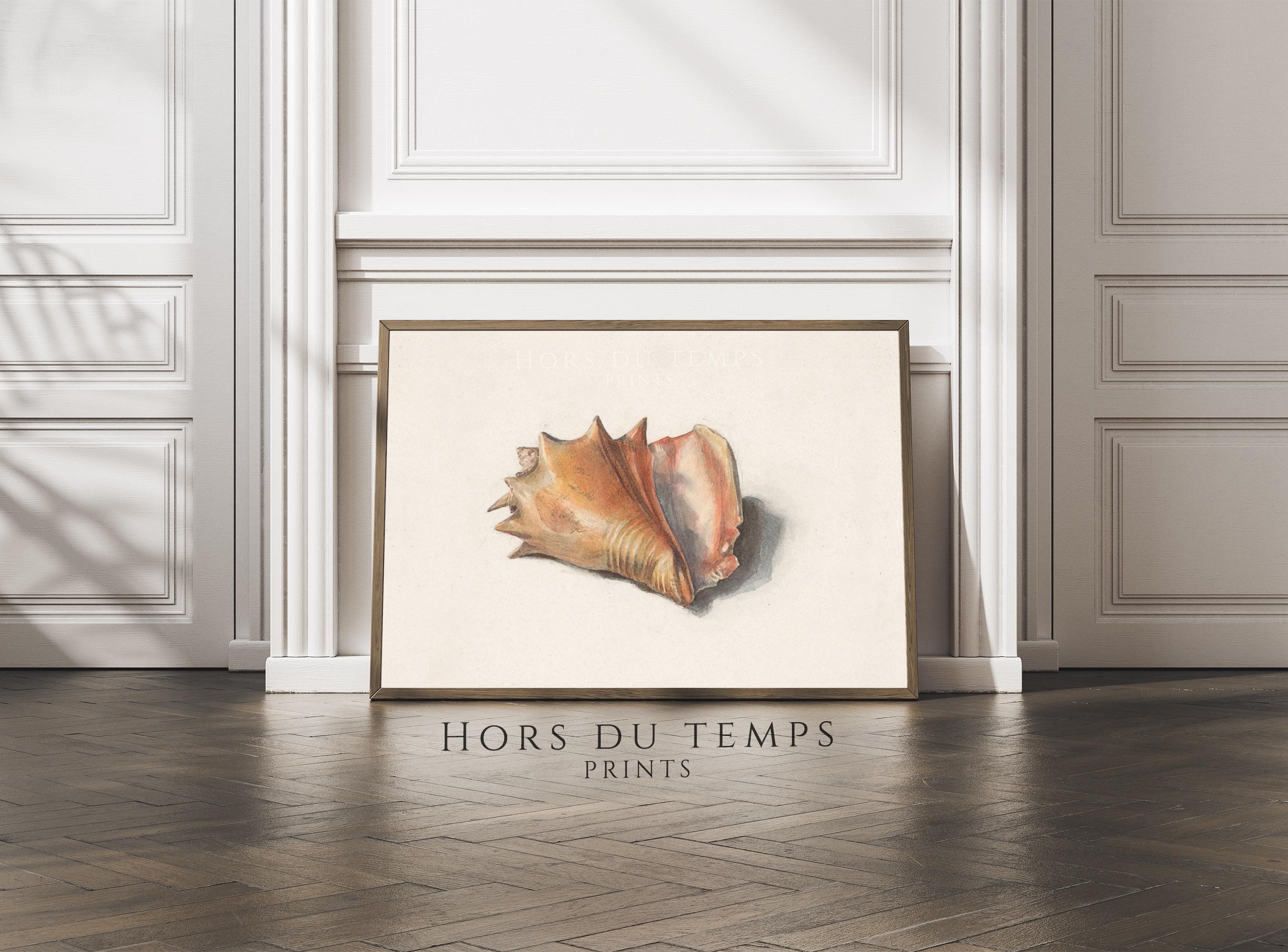 Orange Conch Shell Sketch, PRINTABLE Vintage Art, Pencil Drawing of ...