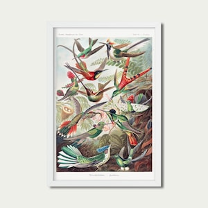 Vintage Hummingbird Illustration | Colorful Bird Art | PRINTABLE Digital Download