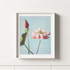 Fleur de lotus rose | Illustration botanique | Art floral minimaliste | Téléchargement numérique imprimable