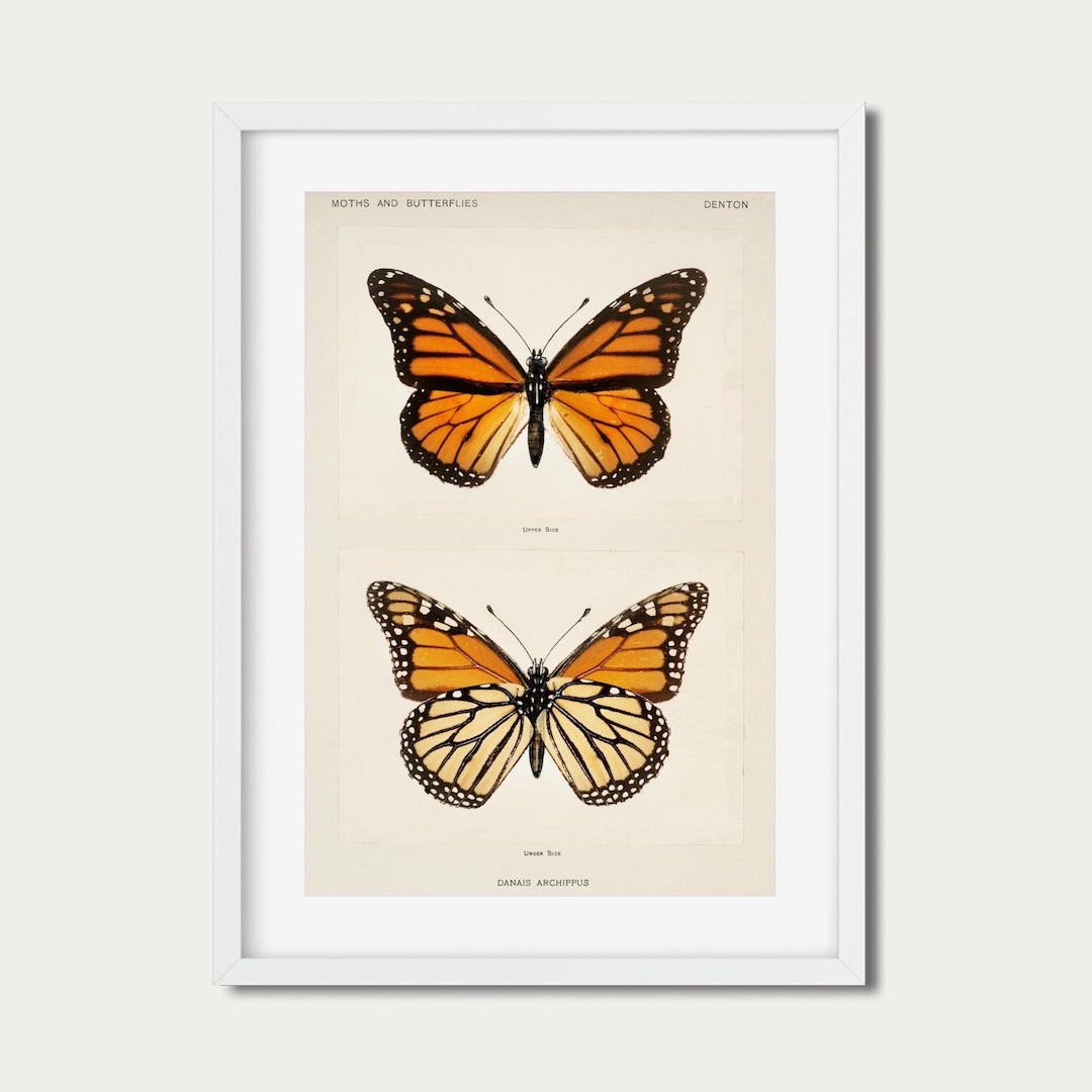 Vintage Butterfly Illustration | Monarch Butterfly | Natural History ...