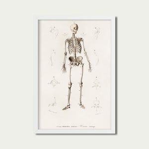 Vintage Human Skeleton Anatomy | Medical Illustration | PRINTABLE Digital Download