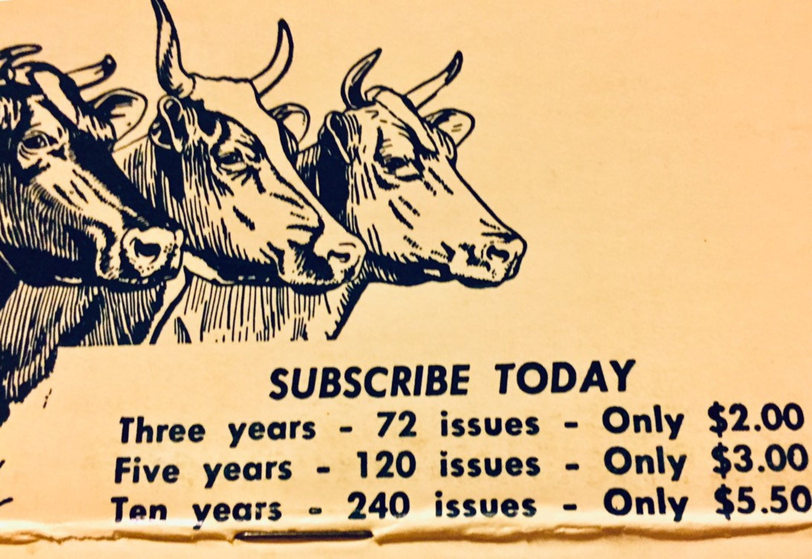 VINTAGE DAIRY COLLECTIBLE Advertising Memo Book Cows Dairyman - Etsy UK