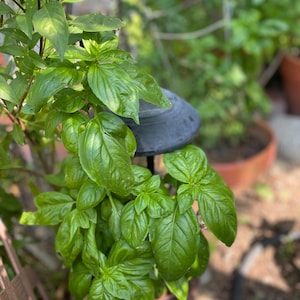 May include: A close-up of a lush green basil plant growing in a pot. The plant is surrounded by other greenery and a black metal stand.