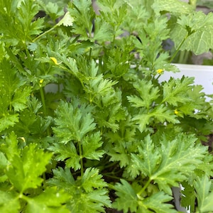 May include: A close-up of a lush green parsley plant growing in a white planter. The parsley has bright green leaves and is in full bloom.