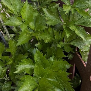 Może przedstawiać: Zbliżenie na zieloną roślinę selera rosnącą w ogrodzie. Roślina ma wiele liści i rośnie w drewnianej doniczce.