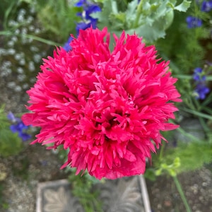Pink Double Poppy flower Seeds