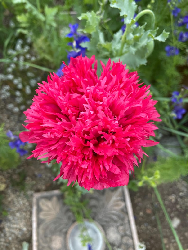 Small Ruffled Poppy Pink Double Poppy Flower Seeds - Etsy