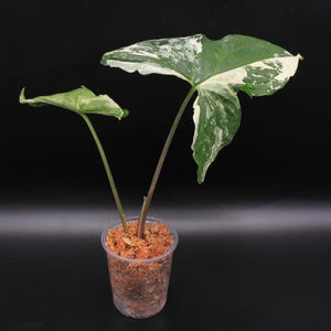 Live Syngonium Albo Rooted Cutting | Variegated Arrowhead Plant | Rare Aroid Houseplant