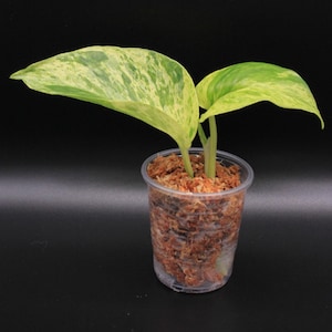 Puede incluir: Una pequeña planta de interior en una taza de plástico transparente. La planta tiene dos hojas grandes y abigarradas con patrones verdes y amarillos. La taza está llena de musgo marrón y el fondo es negro.