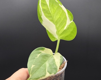 Pothos Starter Plants Choice - N'Joy, Marble Queen, Neon, Shangri-La, Golden Pothos | Rooted Epipremnum Cuttings