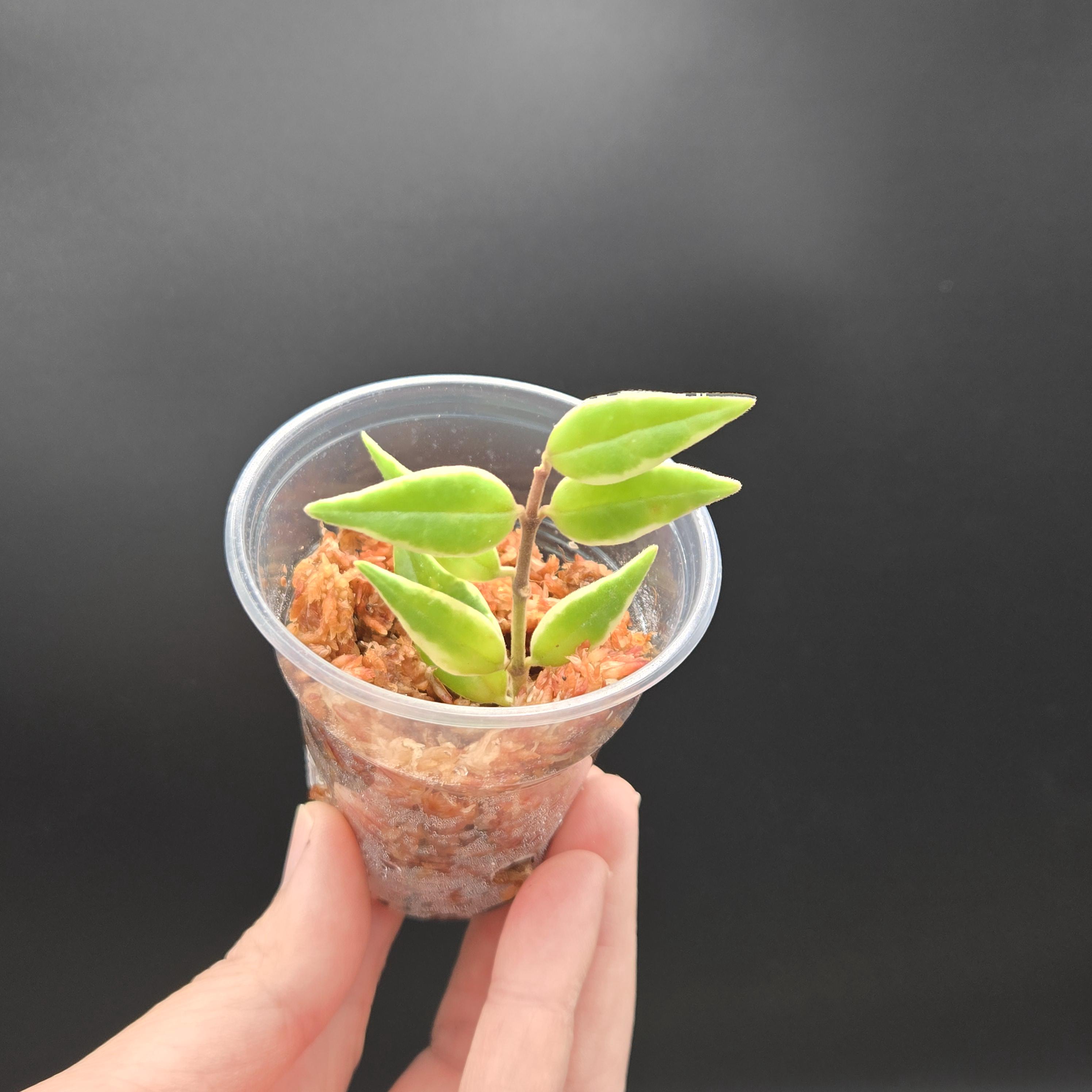 Buy Hoya bella Albomarginata - 1