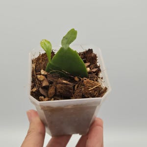 Live Queen of the night | Epiphyllum oxypetalum | Live Orchid Cactus Plant | Night Blooming Fragrant Cactus | 3&quot; Rooted Starter Plant