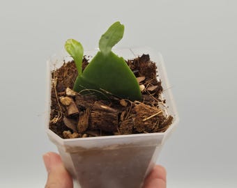 Live Queen of the night | Epiphyllum oxypetalum | Live Orchid Cactus Plant | Night Blooming Fragrant Cactus | 3" Rooted Starter Plant