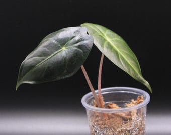 Alocasia Morocco Pink Dragon Starter Plant **(ALL Plants Require