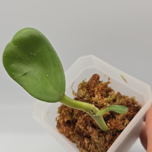 Live Hoya Kerrii Sweetheart Plant - 3&quot; Starter Plant