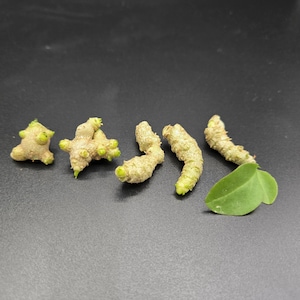 May include: Close-up of several pieces of ginger root with green sprouts and a single green leaf. The ginger pieces are beige and have a rough texture. The background is a dark gray.