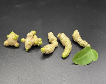 Madeira Vine Aerial Tubers (5 pcs) | Anredera cordifolia | Fast Growing Climbing Vine | Easy to Propagate