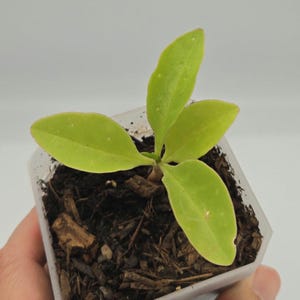 Live Madeira Vine Starter Plant: Edible Medicinal Herb