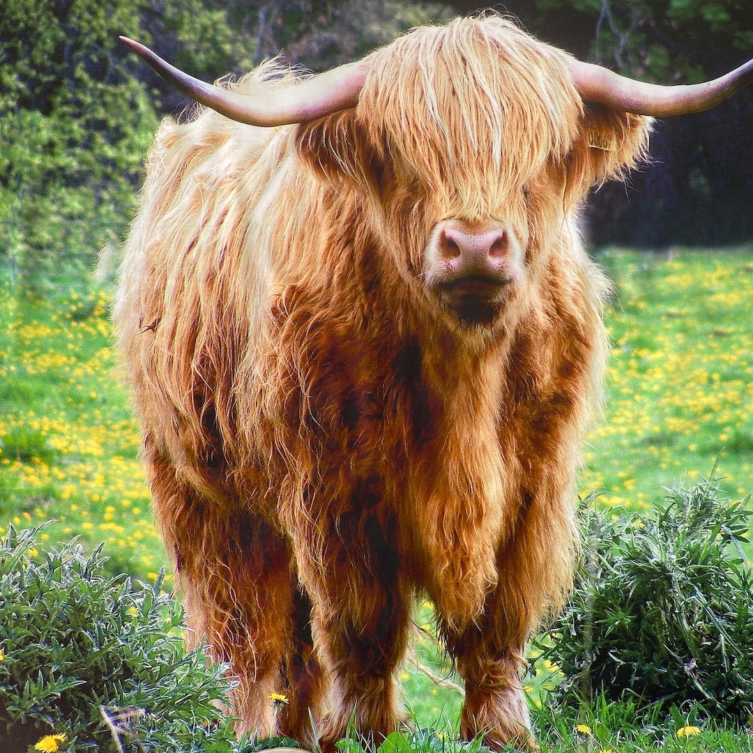 New! HIGHLAND COW Fabric PANEL 100