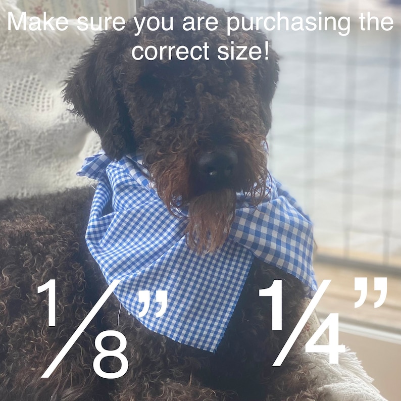 May include: A black dog wearing a blue and white checkered bandana. The dog is sitting and looking at the camera. The text "1/8" and "1/4" is written on the image.
