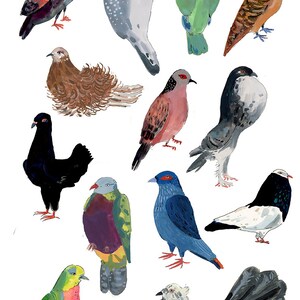 100 Pigeons Doves, an illustrated zine image 5