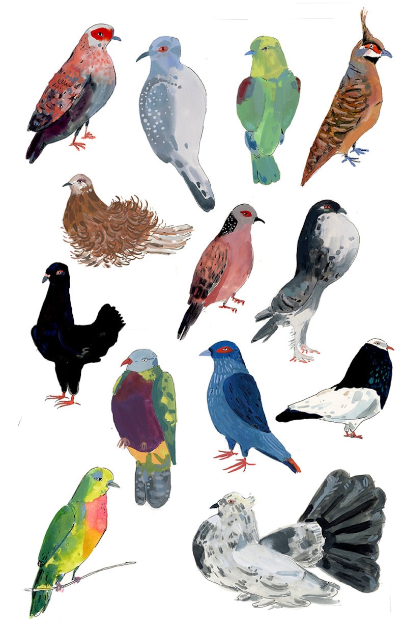 100 Pigeons Doves, an illustrated zine image 5