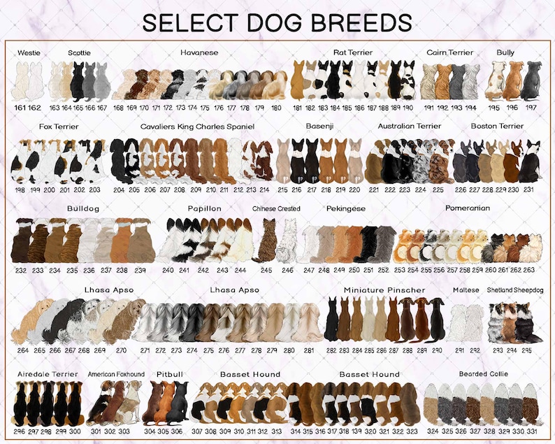 May include: A digital chart titled SELECT DOG BREEDS displaying rows of illustrated dog backs in various colours and patterns. Each dog is numbered and categorised by breed, including Westie, Scottie, Havanese, Rat Terrier, Cairn Terrier, Bully, Fox Terrier, Cavalier King Charles Spaniel, Basenji, Australian Terrier, Boston Terrier, Bulldog, Papillon, Chinese Crested, Pekingese, Pomeranian, Lhasa Apso, Miniature Pinscher, Maltese, Shetland Sheepdog, Airedale Terrier, American Foxhound, Pitbull, Basset Hound, and Bearded Collie.