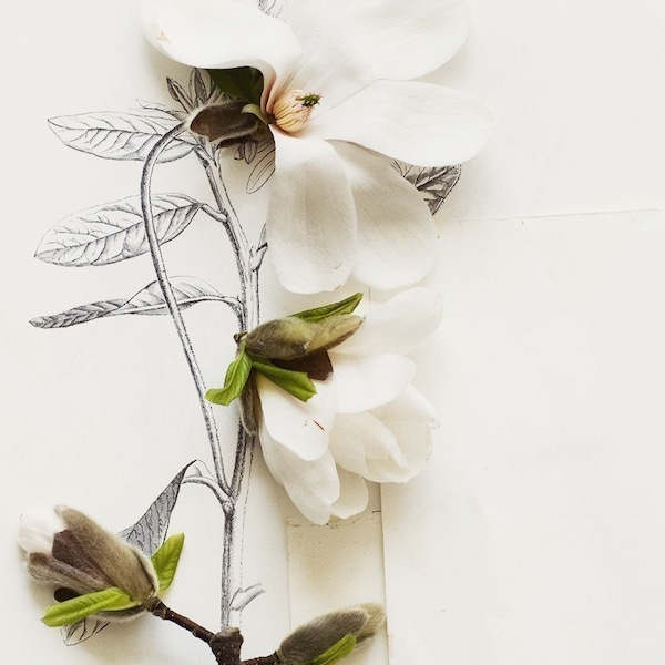 flora_no_3