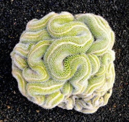 10 Green Brain Cactus Seeds Heat Rare Succulents Flower Desert